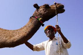 Camel Trading in India