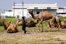 Camel Trading in India