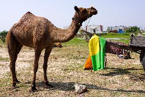 Camel Trading in India