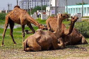 Camel Trading in India