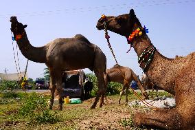 Camel Trading in India