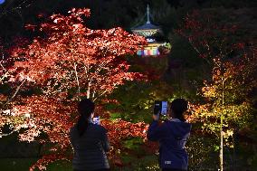 Maple trees lit up at Kyoto temple