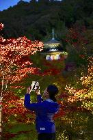 Maple trees lit up at Kyoto temple