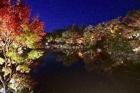 Maple trees lit up at Kyoto temple