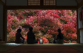 Autumn leaves at western Japan temple