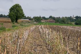 FestiVAD 2021 in Montcabrier against Castres-Toulouse highway project