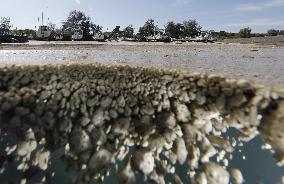 Massive amount of pumice stones in sea off Okinawa