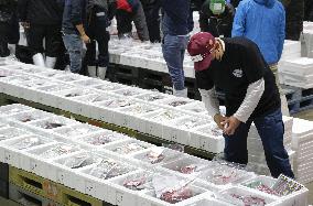 Auction of sei whale meat in western Japan