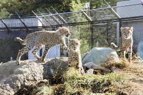 Cheetahs at eastern Japan zoo