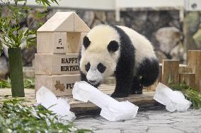 Giant panda Fuhin's 1st birthday
