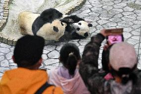 Giant panda Fuhin's 1st birthday