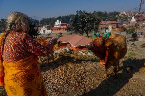 Gai Tihar or Cow Worship Day in Nepal