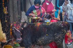 Gai Tihar or Cow Worship Day in Nepal