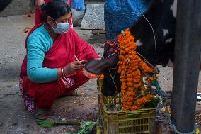 Gai Tihar or Cow Worship Day in Nepal