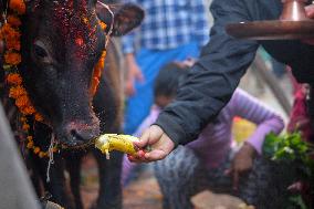 Gai Tihar or Cow Worship Day in Nepal