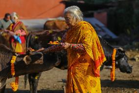 Gai Tihar or Cow Worship Day in Nepal