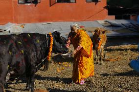 Gai Tihar or Cow Worship Day in Nepal