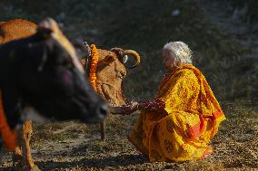 Gai Tihar or Cow Worship Day in Nepal