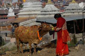 Gai Tihar or Cow Worship Day in Nepal
