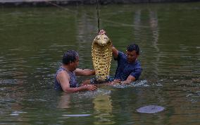 Naag Panchami festival or Snake worship festival being observed