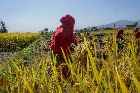 Rice Harvest season started in Nepal