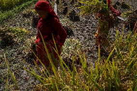 Rice Harvest season started in Nepal