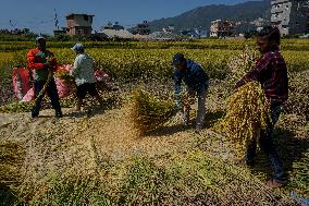 Rice Harvest season started in Nepal