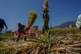 Rice Harvest season started in Nepal