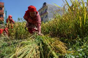 Rice Harvest season started in Nepal