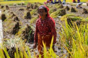 Rice Harvest season started in Nepal