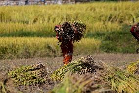 Rice Harvest season started in Nepal