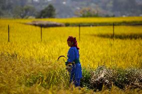 Rice Harvest season started in Nepal