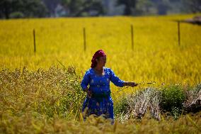 Rice Harvest season started in Nepal