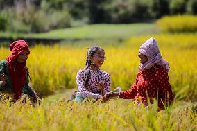 Rice Harvest season started in Nepal