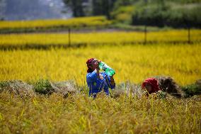 Rice Harvest season started in Nepal