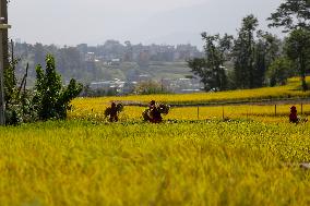 Rice Harvest season started in Nepal