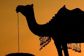 Camel Safari in the Desert - Rajasthan