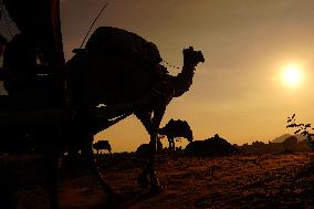Camel Safari in the Desert - Rajasthan