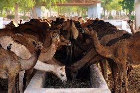 Camel Research Farm - india