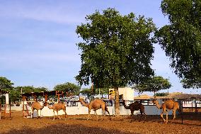 Camel Research Farm - india