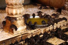 Rats At The Karni Mata Temple - India