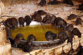 Rats At The Karni Mata Temple - India