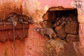 Rats At The Karni Mata Temple - India