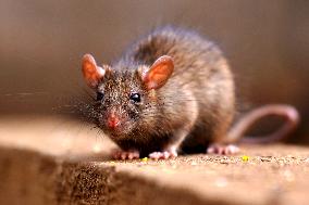 Rats At The Karni Mata Temple - India