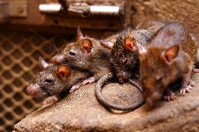 Rats At The Karni Mata Temple - India
