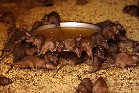 Rats At The Karni Mata Temple - India