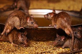 Rats At The Karni Mata Temple - India