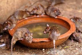 Rats At The Karni Mata Temple - India