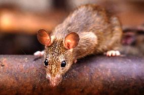 Rats At The Karni Mata Temple - India