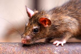 Rats At The Karni Mata Temple - India